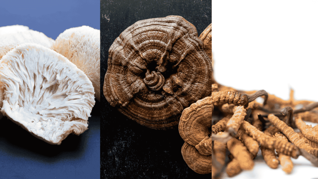 Lion’s Mane vs Reishi vs Cordyceps: Which Mushroom Is Best?