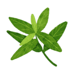 Stevia Sweetner Gummiegold.com a- apple cider vinegar gummies