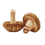 Shiitake - Compack Mushroom supplement - gummiegod.com sa
