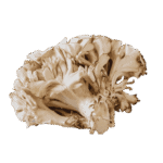 Lions Mane mushroom white color - buy mushroom supplement at gummiegold