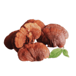 Reishi - Compack Mushroom supplement - gummiegod.com sa