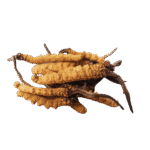 Cordyceps - Compack Mushroom supplement - gummiegod.com sa