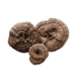 Maitake - Compack Mushroom supplement - gummiegod.com