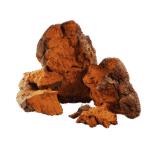 Chaga - Compack Mushroom supplement - gummiegod.com